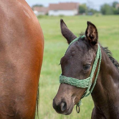 Hajdu Lovasudvar Hortobágy Exteriör bild