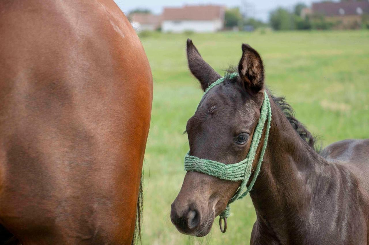 Hajdu Lovasudvar Hortobágy Exteriör bild